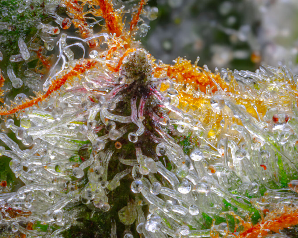 Macro photo detail of a cannabis plant's bract and calyx. The image displays the intricate structure where the bract encases the calyx, both covered in glistening trichomes with visible droplets, resembling a miniature crystal forest. Vibrant orange pistils emerge from the bract, contrasting with the translucent and shimmering trichomes that signal the plant's rich cannabinoid content