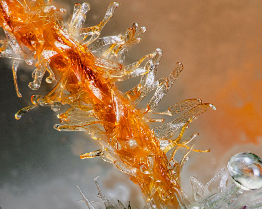 Macro image capturing the delicate pistil of a cannabis plant, a crucial part of the nug anatomy. The pistil, shown here with its vibrant orange strands, is covered in sticky trichomes and is the focal point for pollination. This detailed photo reveals the intricate aspects of the plant's reproductive system, emphasizing the beauty and complexity of cannabis botany.
