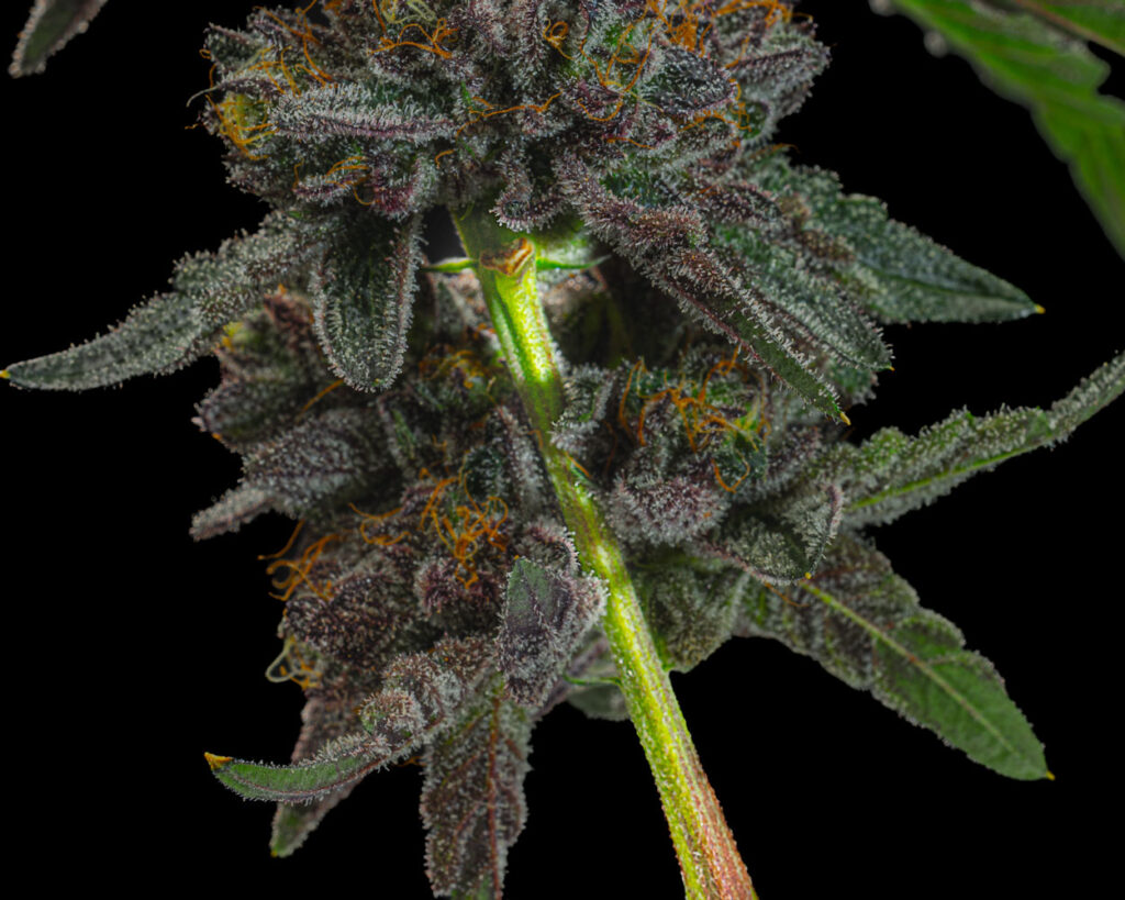 A close-up photo showcasing the intricate details of a cannabis plant's stem, highlighting the weed nug anatomy. The image features the green stalk supporting a cluster of mature, resinous buds surrounded by dark, crystalline trichomes and vibrant orange pistils, with sharp, serrated leaves extending outward—a detailed study for enthusiasts and cultivators alike
