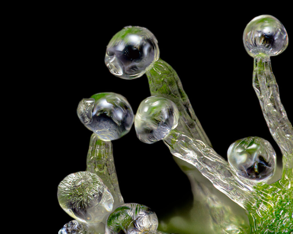 Ultra-close-up image showcasing the trichomes of a cannabis plant, an essential aspect of weed nug anatomy. These trichomes are depicted as clear, bulbous structures atop slender stalks, resembling a miniature landscape of dewdrops. The photograph provides a glimpse into the microscopic world where cannabinoids and terpenes reside, highlighting the plant's natural potency and the complexity of its resin production.